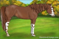 Horse Color:Chestnut Splash 