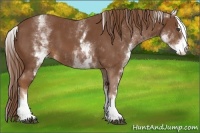 Horse Color:White Spotted Chestnut Sabino