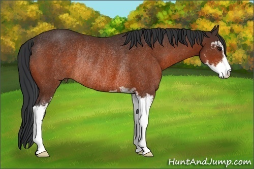 Horse Color:Bay Sabino Rabicano