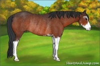 Horse Color:Bay Sabino Rabicano