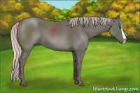 Horse Color:Silver Black Splash