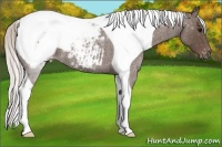Horse Color:Silver Blue Roan Tobiano Appaloosa 
