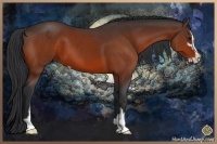 Horse Color:Bay Sabino 
