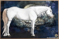 Horse Color:Buckskin Appaloosa