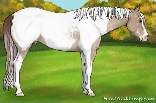 Horse Color:Classic Champagne Sabino Tobiano Snowcap 