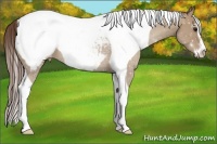 Horse Color:Classic Champagne Sabino Tobiano Snowcap