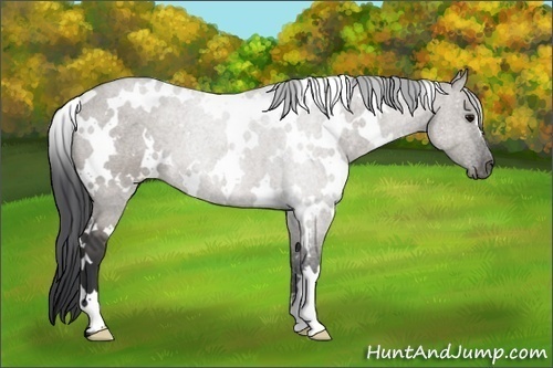 Horse Color:White Spotted Grullo 