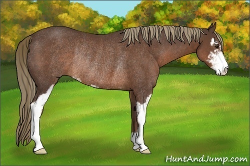 Horse Color:Liver Chestnut Sabino Rabicano 