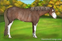 Horse Color:Liver Chestnut Sabino Rabicano 
