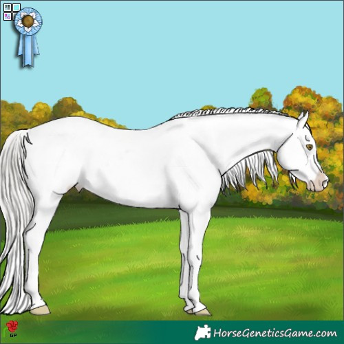 Horse Color:White Spotted Silver Brown Appaloosa 
