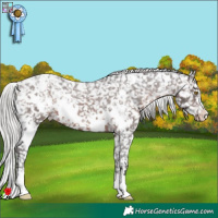 Horse Color:White Spotted Silver Brown Appaloosa 