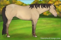 Horse Color:Amber Champagne Dun 