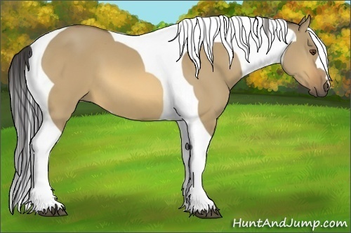 Horse Color:Buckskin Dun Tobiano