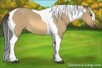 Horse Color:Buckskin Dun Tobiano