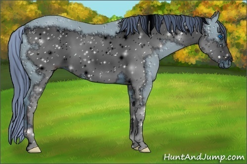 Horse Color:ERROR: UNKNOWN ANOMALY