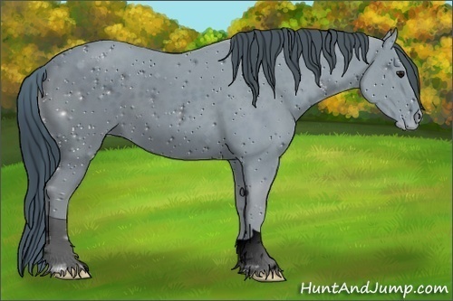 Horse Color:ERROR: UNKNOWN ANOMALY