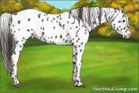 Horse Color:Liver Chestnut Appaloosa