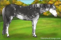 Horse Color:Liver Chestnut Sabino 