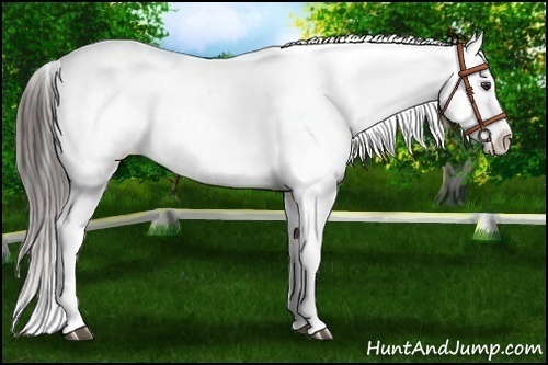 Horse Color:Liver Chestnut Snowflake Varnish