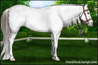 Horse Color:Liver Chestnut Appaloosa 