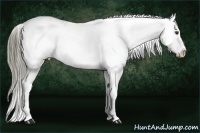 Horse Color:Liver Chestnut Appaloosa