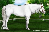 Horse Color:Liver Chestnut Appaloosa 