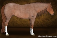 Horse Color:Red Roan 