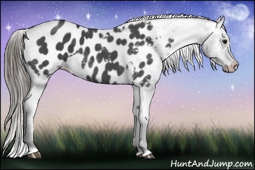 Horse Color:Smoky Blue Roan Appaloosa