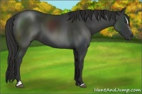 Horse Color:Liver Chestnut Sabino