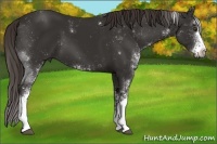 Horse Color:Liver Chestnut Sabino 