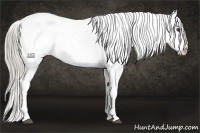 Horse Color:Chocolate Palomino Snowflake Varnish Rabicano