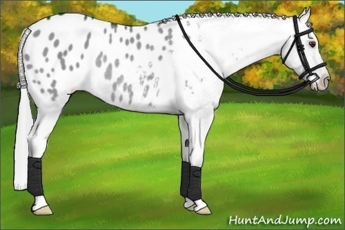 Horse Color:Grullo Chinchilla Appaloosa Rabicano 