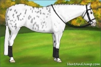 Horse Color:Grullo Chinchilla Blanket Rabicano 