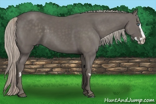 Horse Color:Silver Black Splash Frame