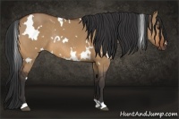 Horse Color:White Spotted Bay Dun Rabicano 