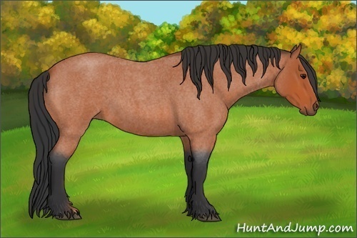 Horse Color:Bay Roan 