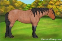 Horse Color:Bay Roan 