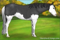 Horse Color:Blue Roan Splash 
