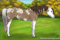 Horse Color:Liver Red Dun Ice Splash 
