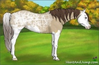 Horse Color:Liver Red Dun Ice Splash 