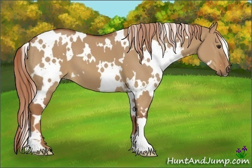Horse Color:White Spotted Red Dun 
