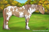Horse Color:White Spotted Red Dun