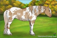 Horse Color:White Spotted Red Dun Rabicano