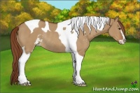 Horse Color:Red Dun Sabino Tobiano Rabicano