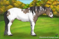 Horse Color:Brown Dun Tobiano Frame Rabicano 