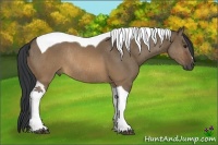 Horse Color:Brown Dun Tobiano Rabicano