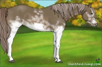 Horse Color:White Spotted Chocolate Palomino Frame 