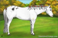Horse Color:Liver Chestnut Sabino Frame Varnish 