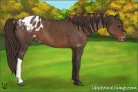Horse Color:Liver Chestnut Appaloosa 