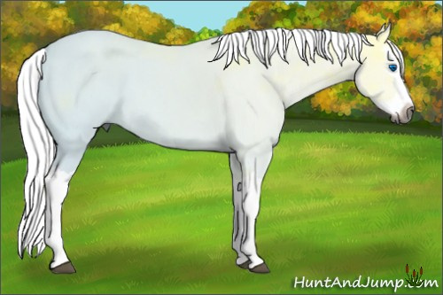 Horse Color:Gray Bay Ice Splash 
